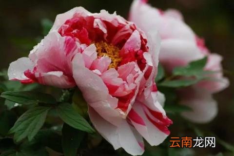 春天牡丹刚种易成活吗