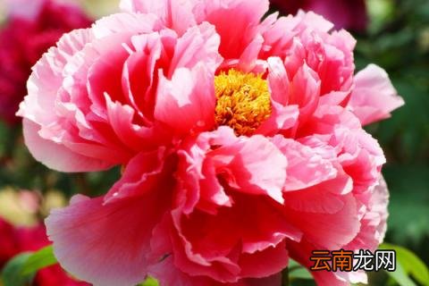 牡丹花根的消毒处理