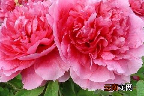牡丹花根的消毒处理