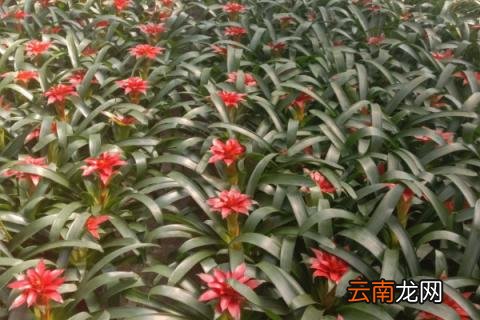 鸿运当头怎么插迁