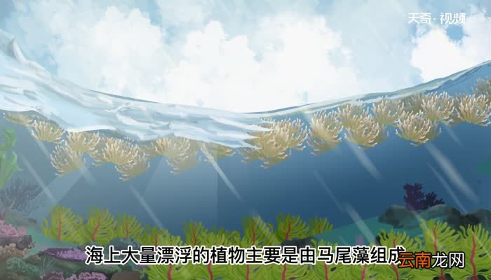 世界上最清澈的海 世界上最清澈的海在哪里