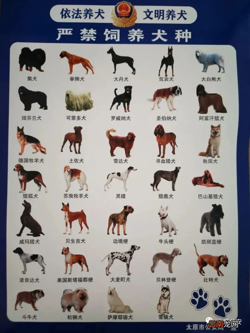 太原市区不能养哪些狗狗？
