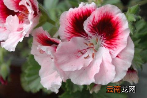 天竺葵冬天怕冷吗可以放在室外养吗