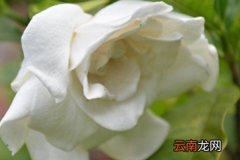 栀子花水浇多了怎么办