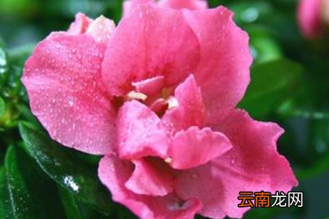 栀子花水浇多了怎么办