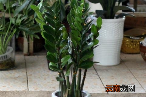 金钱树夏天可以扦插吗