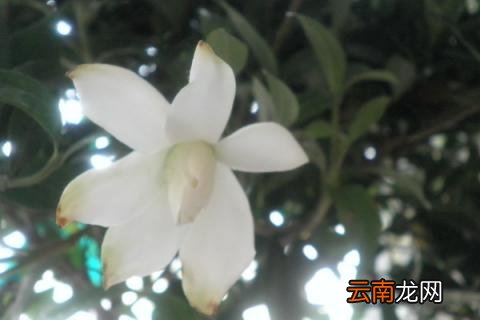 栀子花怎么选盆