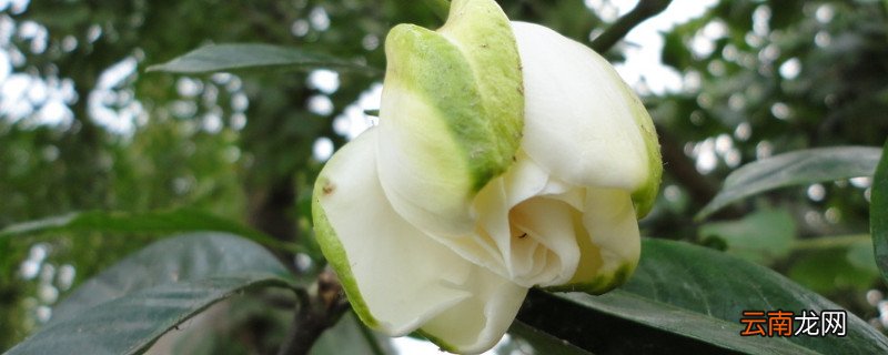 栀子花怎么选盆