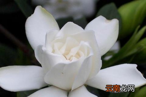 栀子花怎么选盆