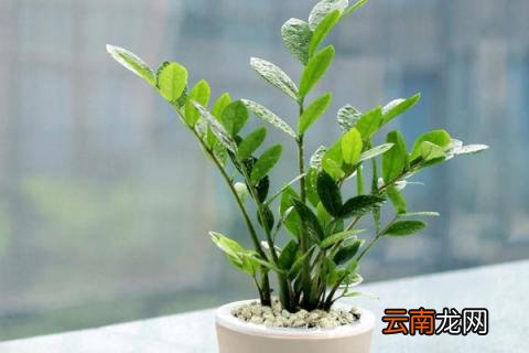 金钱树叶子发黄怎么处理怎么补救