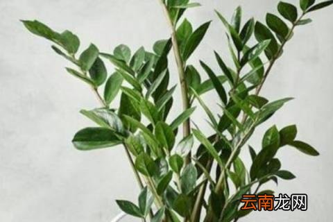 金钱树叶子发黄怎么处理怎么补救