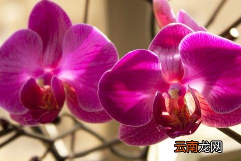 蝴蝶兰叶子开裂是什么原因