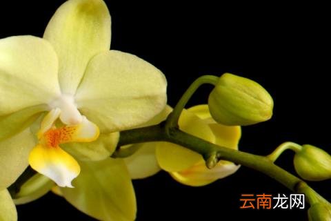 蝴蝶兰水浇多了怎么办