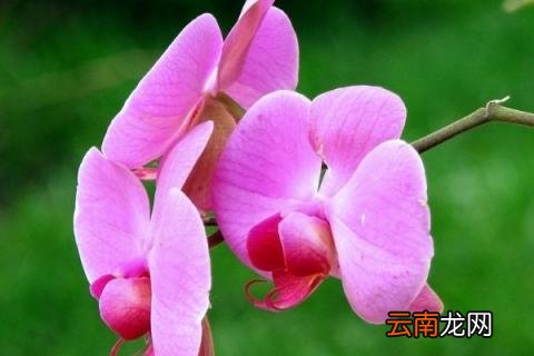 蝴蝶兰水浇多了怎么办