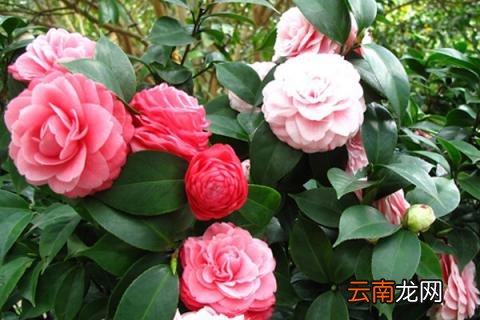 茶花怕冻吗