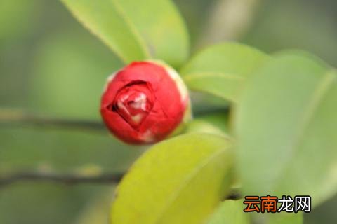 茶花怕冻吗