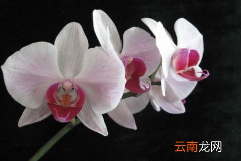 蝴蝶兰为什么不开花呢