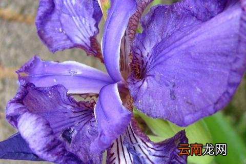 蝴蝶兰为什么不开花呢