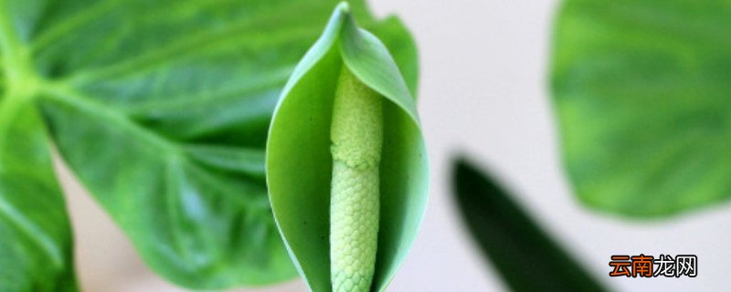 滴水观音弯了怎么办