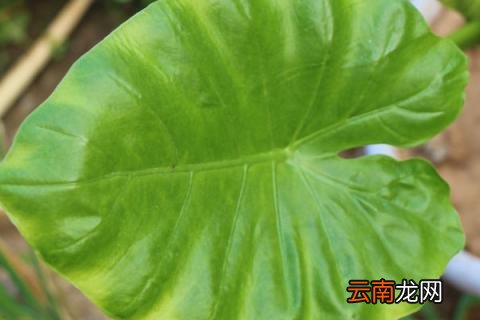滴水观音弯了怎么办