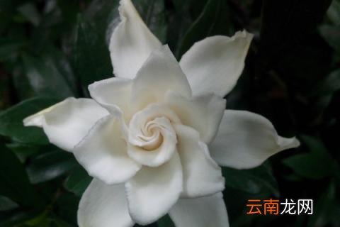 栀子花什么时候花芽分化
