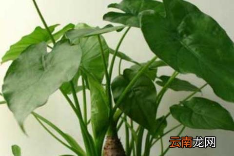 滴水观音如何越冬