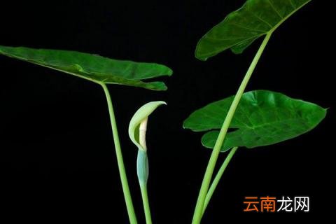 滴水观音如何越冬
