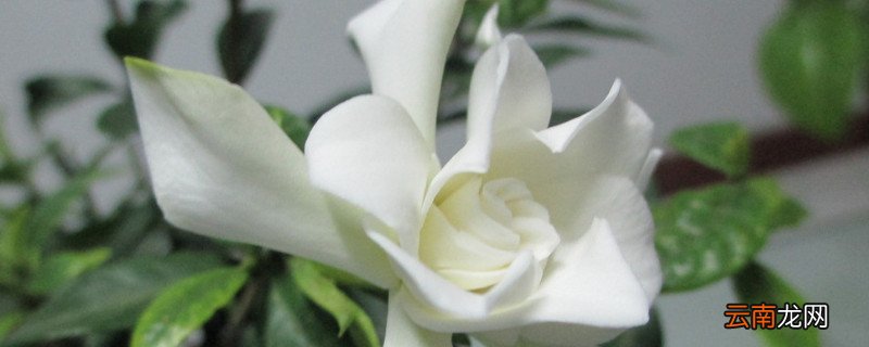 栀子花有毒吗能在家里养吗