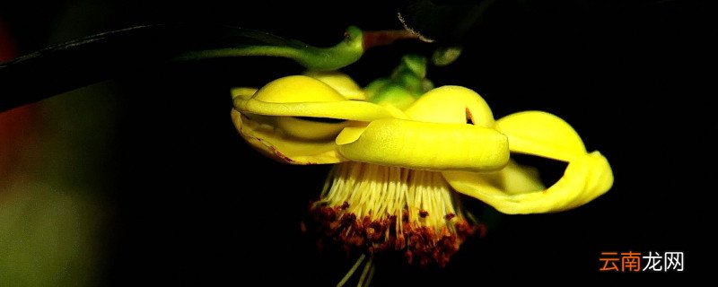 茶花春季养护注意事项