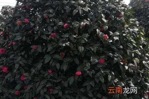 茶花春季养护注意事项