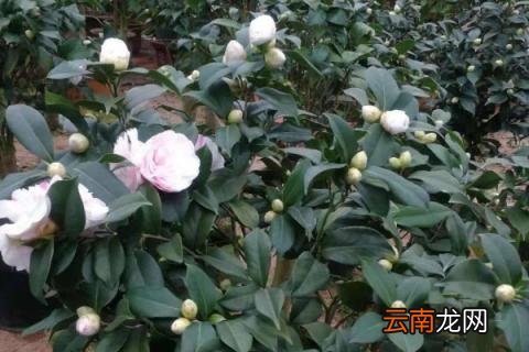 茶花春季养护注意事项