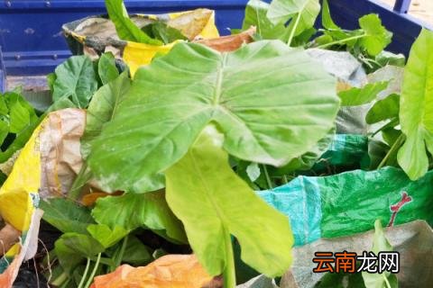 春季滴水观音能剪叶吗