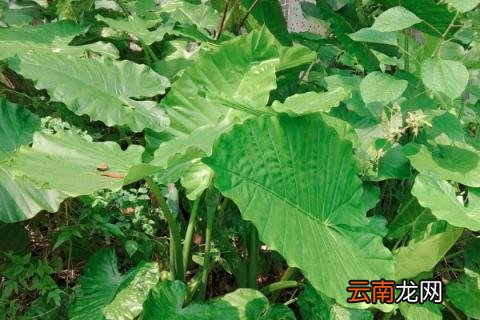 春季滴水观音能剪叶吗