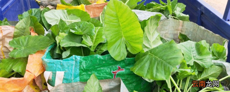 春季滴水观音能剪叶吗