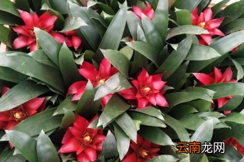 鸿运当头花落了怎么办