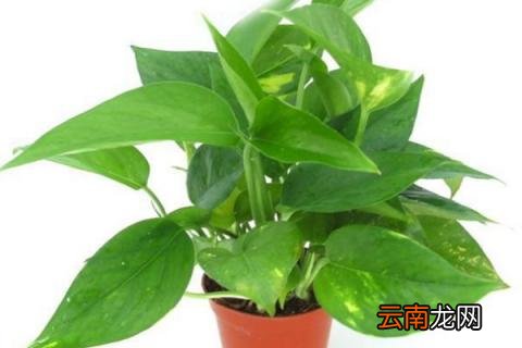 冬季绿萝怎样过冬