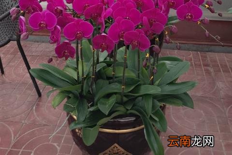 蝴蝶兰冬天怎么过冬