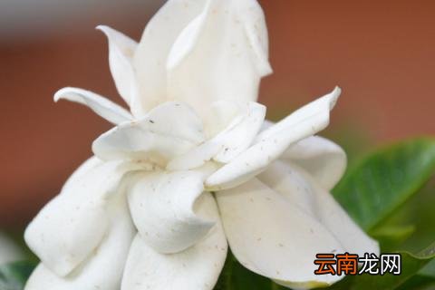 栀子花常见的病虫害及防治方法