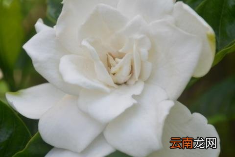 栀子花常见的病虫害及防治方法