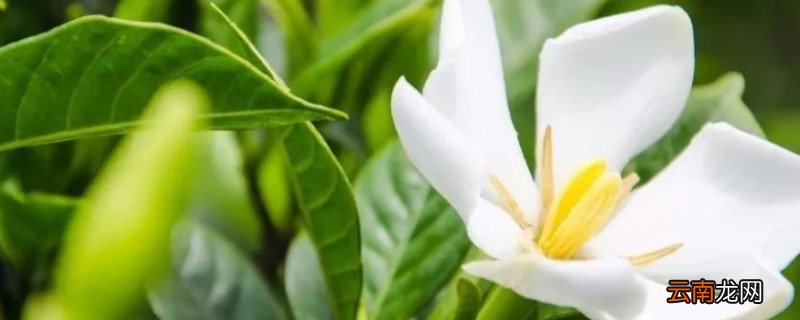 栀子花有几种品种