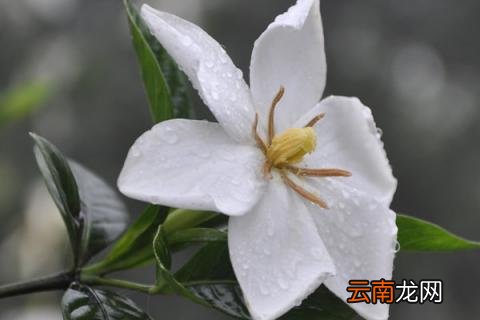 栀子花有几种品种
