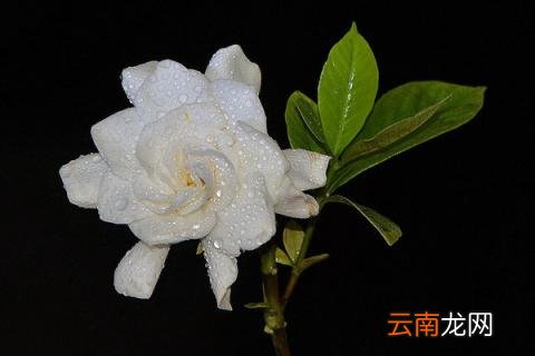 栀子花有几种品种