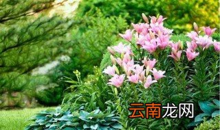 耐阴耐寒好养的庭院花卉 5种较为耐阴的庭院植物