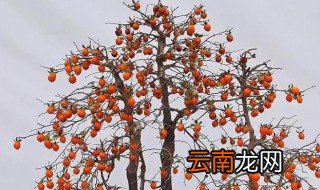 老鸦柿下山桩怎么栽 老鸦柿下山桩的栽法