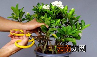 栀子花养殖方法和注意事项浇水 栀子花种植方法和注意事项浇水