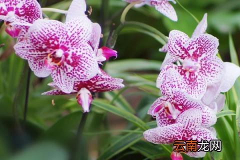 蝴蝶兰秋天怎么养护