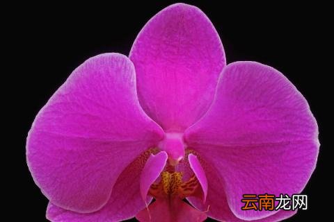 蝴蝶兰秋天怎么养护