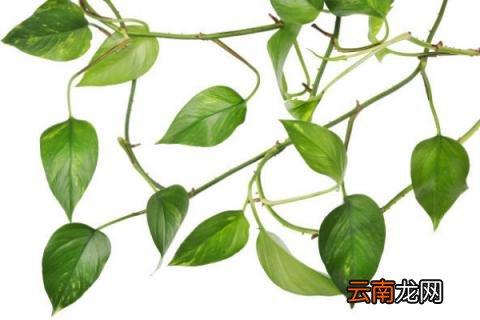 冬天绿萝怎样安全过冬