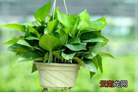冬天绿萝怎样安全过冬