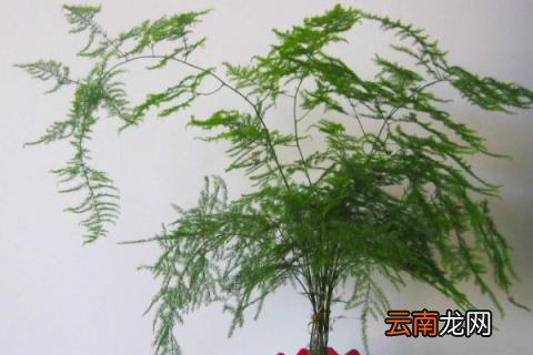 冬天文竹的养殖方法和注意事项